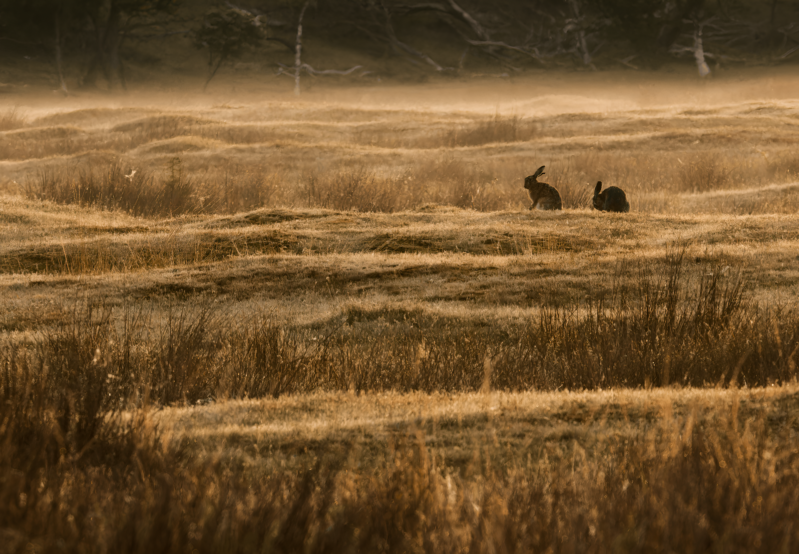Haas.schiermonnikoog.canvas.natuurfoto.wanddecoratie.natuur (1)